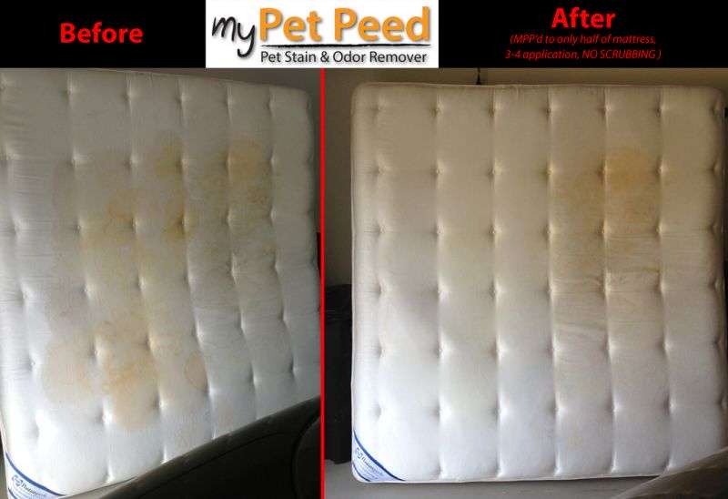 before and after picture - get dog urine out of mattress with My Pet Peed pet urine remover