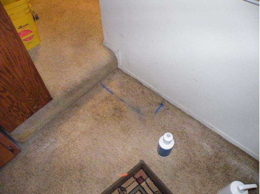 The only cleaner that worked on a seriously cat pee soaked wall to wall carpet My Pet Peed Pet Urine Remover