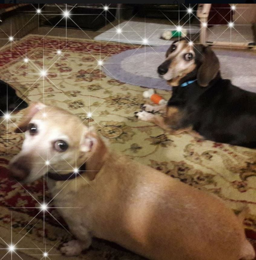 This product is awesome! My Pet Peed Pet Urine Remover