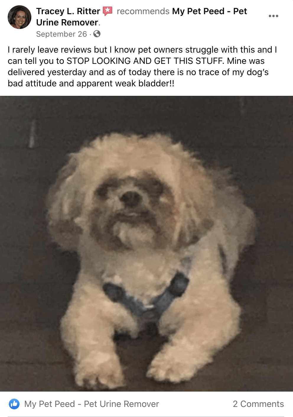 Stop looking and get this stuff My Pet Peed Pet Urine Remover